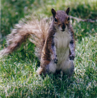 Squirrel