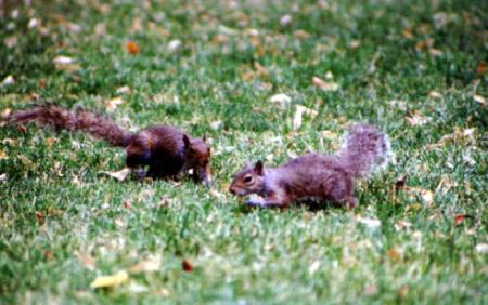 Squirrels