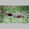 Squirrels