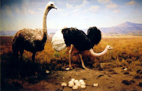 Aves...truz!