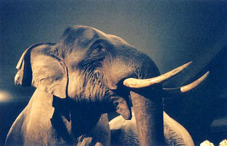 Um elefante