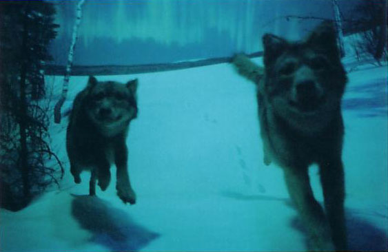 Lock up the wolves