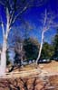 Maymont 1
