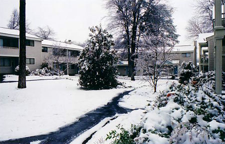 Bramblewinter