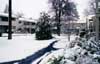 Bramblewinter