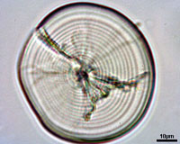 Engraulis encrasicolus