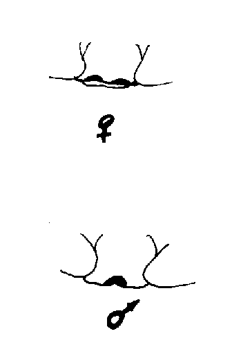 Naar Epigyne/Palp - To Epigyne/Palp-Project