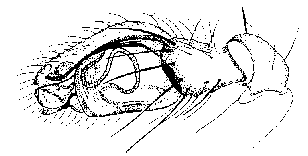 {short description of image}