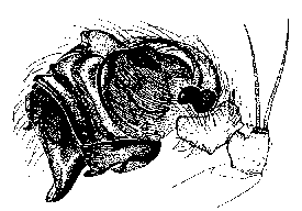 {short description of image}