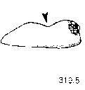 {short description of image}