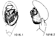 {short description of image}