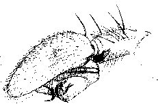 {short description of image}