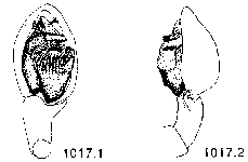 {short description of image}