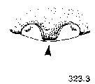 {short description of image}
