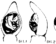 {short description of image}