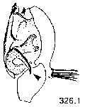 {short description of image}