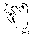 {short description of image}