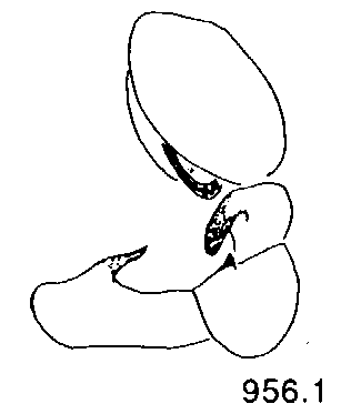 {short description of image}