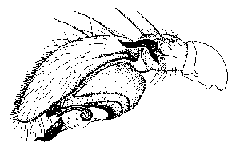 {short description of image}