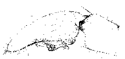 {short description of image}