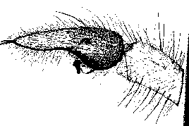 {short description of image}