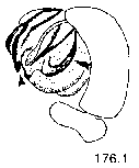 {short description of image}