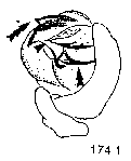 {short description of image}
