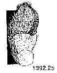 {short description of image}
