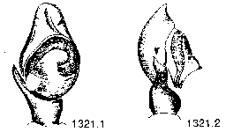 {short description of image}