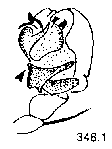 {short description of image}
