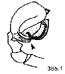 {short description of image}