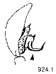 {short description of image}
