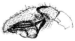 {short description of image}