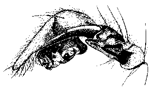 {short description of image}