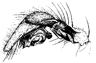 {short description of image}