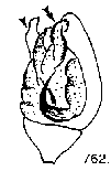 {short description of image}