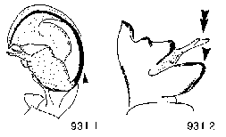 {short description of image}