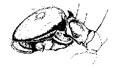 {short description of image}