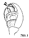 {short description of image}
