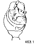 {short description of image}