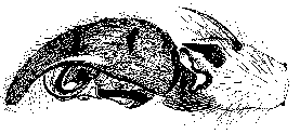 {short description of image}