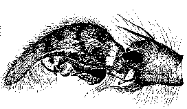 {short description of image}