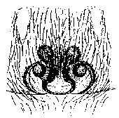 {short description of image}