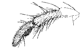 {short description of image}