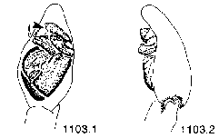 {short description of image}