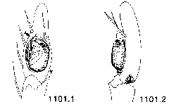 {short description of image}