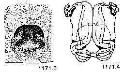 {short description of image}