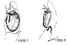 {short description of image}