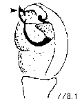 {short description of image}
