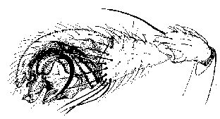 {short description of image}